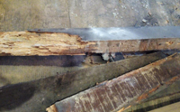 Aspecto de la madera afectada por xilófagos